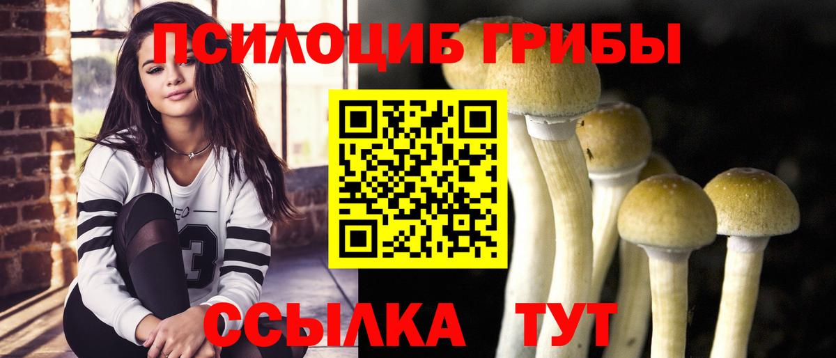 Псилоцибиновые грибы Psilocybine cubensis  Вход с VPN  Луга 